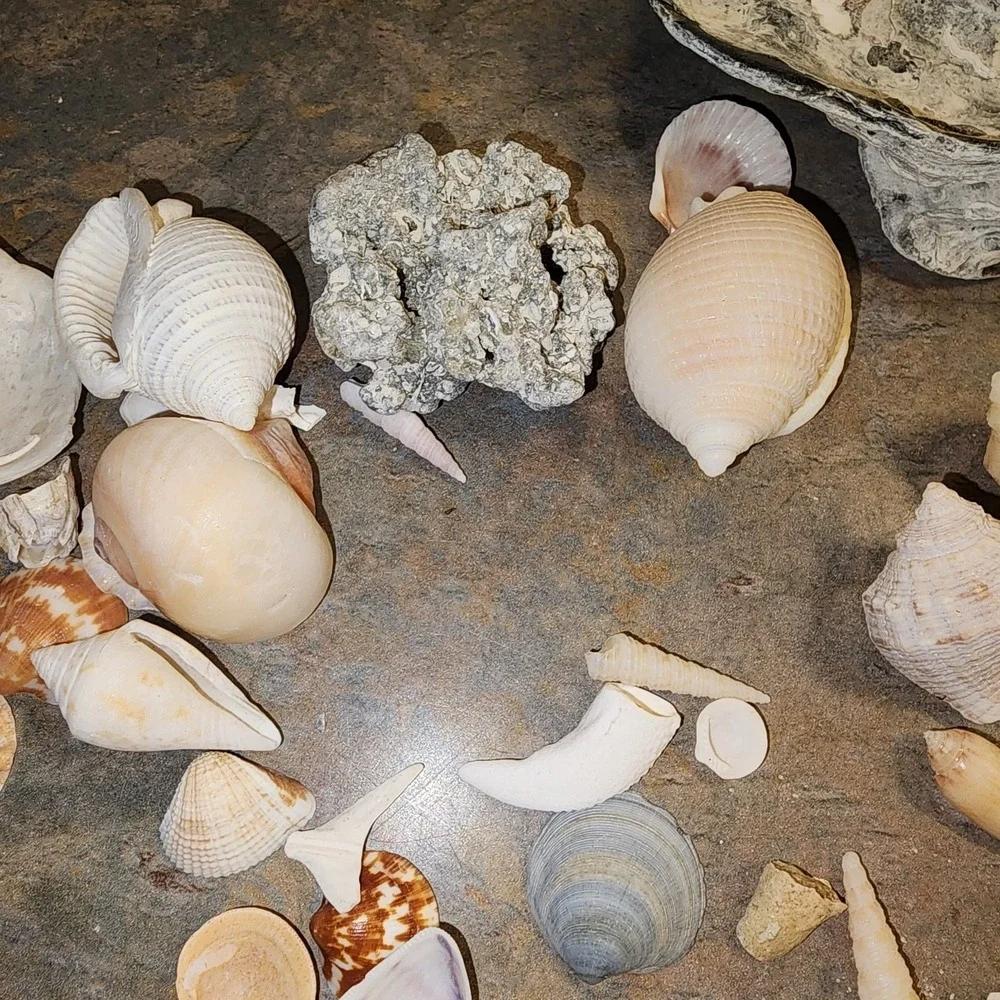 Beautiful Sea Shells Lot- Some Unique & Rare Shark teeth Aquarium Nautical Decor